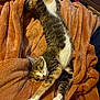 Penelope is registered to the contest to win money with this photo: bedroom, cat, comfort, cozy, cute, domestic_animal, feline, fur, indoor, orange_blanket, paw, pet, relaxed, resting, sleeping, soft, stretching, tabby, warm, whiskers