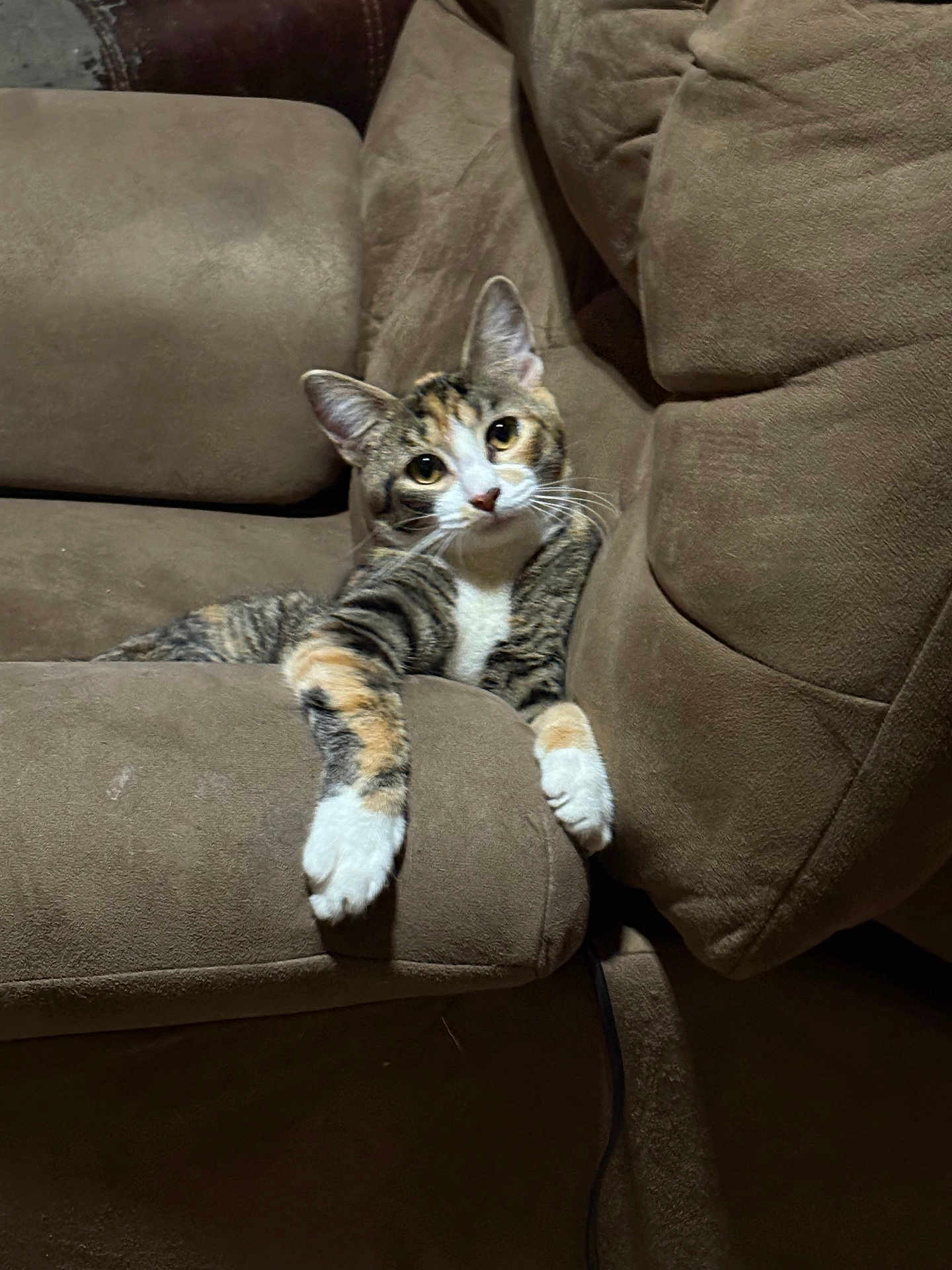 Penelope joined the competition — help win amazing prizes! cat, feline, tabby, white_paws, armchair, brown_furniture, indoor, pet, relaxed, curious, whiskers, ears, fur, couch, home, domestic_animal, resting, comfort, animal, portrait