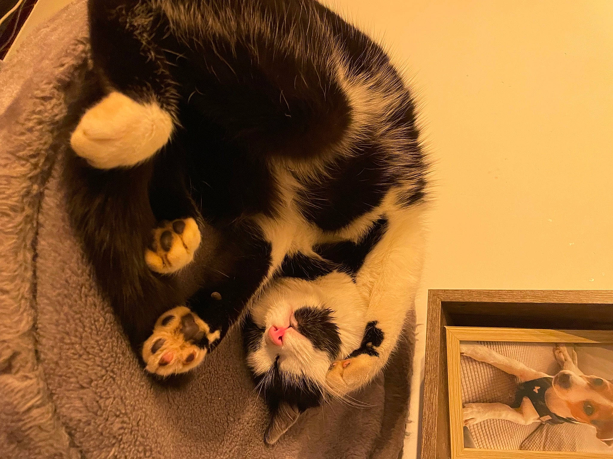 Krystal participe au concours pour gagner de l'argent avec cette photo : art, canidae, carnivore, cat, claw, comfort, companion_dog, dog_breed, domestic_short_haired_cat, fang, fawn, felidae, foot, fur, paw, picture_frame, small_to_medium_sized_cats, tail, visual_arts, whiskers