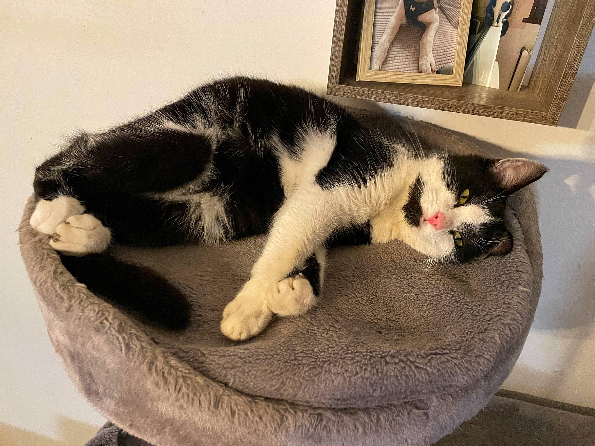 Krystal participe au concours pour gagner de l'argent avec cette photo : carnivore, cat, cat_bed, cat_supply, comfort, domestic_short_haired_cat, felidae, fur, grey, linens, mammal, paw, pet_supply, picture_frame, room, small_to_medium_sized_cats, snout, tail, textile, whiskers