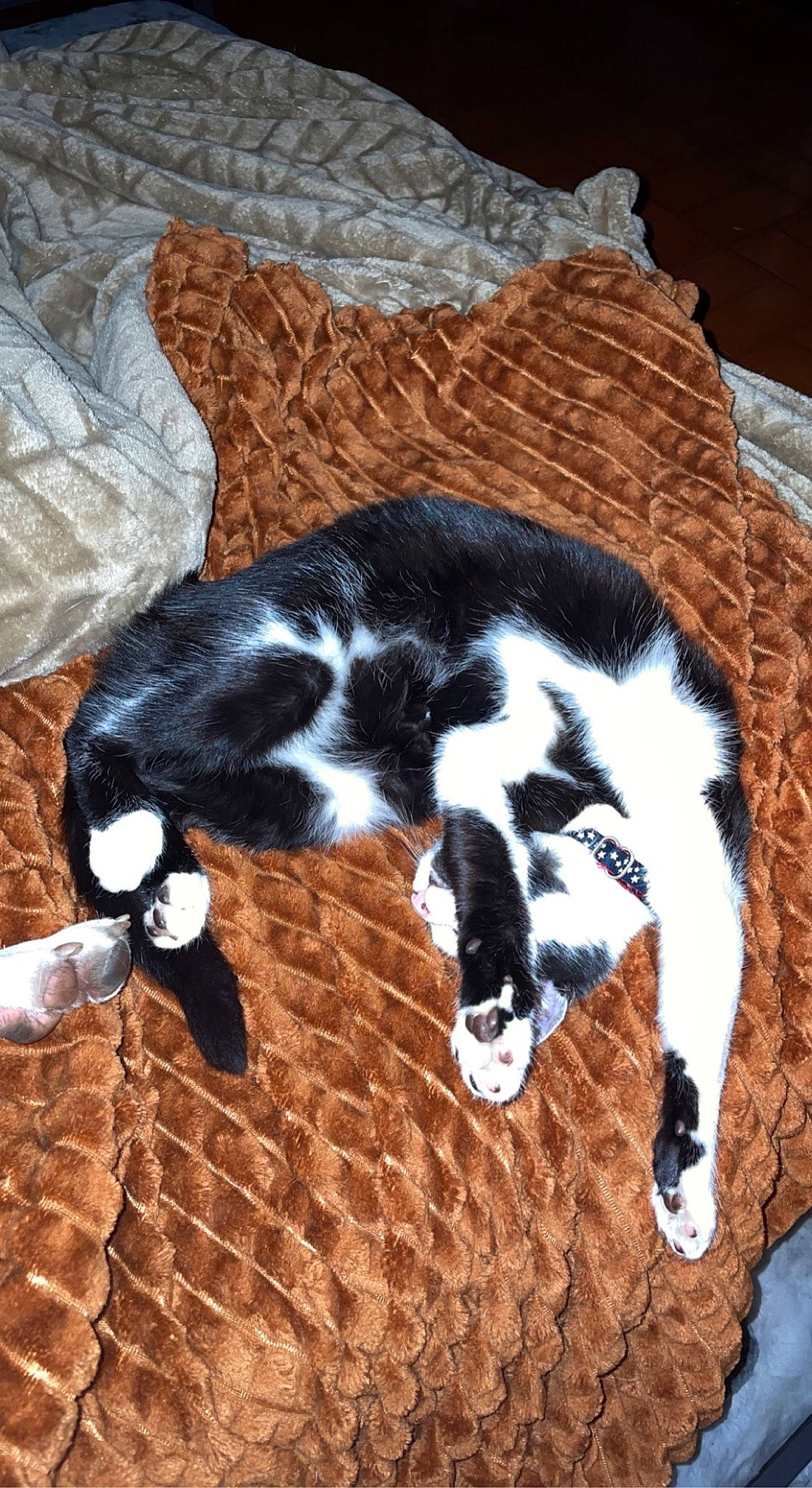 Krystal a rejoint le concours — aidez-le/la à gagner de superbes lots ! canidae, carnivore, cat, claw, comfort, dog_breed, domestic_short_haired_cat, felidae, flooring, fur, linens, mammal, nap, pattern, small_to_medium_sized_cats, snout, sporting_group, tail, whiskers, wood