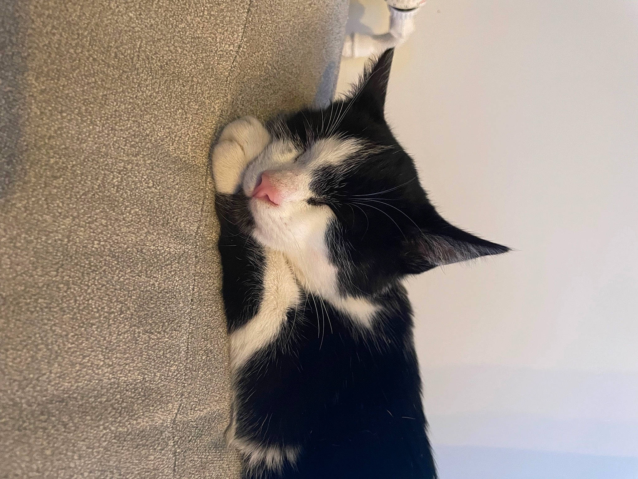 Krystal a rejoint le concours — aidez-le/la à gagner de superbes lots ! carnivore, cat, claw, comfort, domestic_short_haired_cat, felidae, foot, fur, grey, monochrome_photography, paw, photo_caption, plant, shadow, small_to_medium_sized_cats, snout, tail, water, whiskers, window