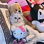 cat, white_cat, fluffy, plush_toys, stuffed_animals, hello_kitty, teddy_bear, couch, pillow, cute, indoor, relaxed, pink, black_and_white, decor, toy, cozy, pet, animal, soft