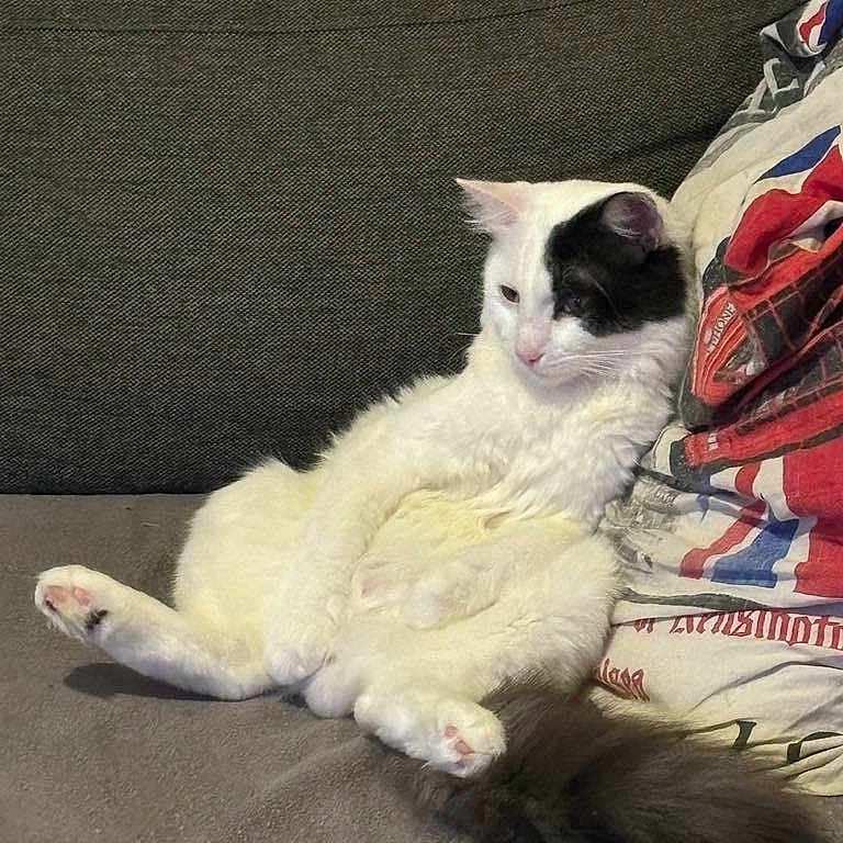 Guizmo participe au concours pour gagner de l'argent avec cette photo : angora, animal, architecture, blanket, building, cat, couch, cushion, furniture, homedecor, indoors, kitten, linen, livingroom, person, pet, pillow, quilt, room, sleeping