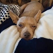 Smeagol joined the competition — help win amazing prizes! dog, tan_dog, small_dog, blanket, couch, cozy, ears, sleepy, pet, indoor, resting, fur, snug, comfort, animal, home, cute, relaxed, lying_down, soft