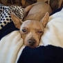 dog, tan_dog, small_dog, blanket, couch, cozy, ears, sleepy, pet, indoor, resting, fur, snug, comfort, animal, home, cute, relaxed, lying_down, soft