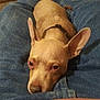 Smeagol joined the competition — help win amazing prizes! dog, pet, lap, jeans, tan_color, ears, collar, indoor, relaxed, resting, animal, companion, casual, comfort, person, clothing, home, closeup, cute, mammal