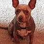 Smeagol joined the competition — help win amazing prizes! dog, small_dog, pet, ears, carpet, brown_coat, indoor, sitting, collar, animal, cute, looking_at_camera, alert, facing_forward, fur, domestic_animal, companion, four_legs, young_dog, close_up