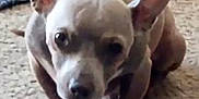 Smeagol joined the competition — help win amazing prizes! dog, small_dog, ears, carpet, rug, indoor, pet, animal, fur, canine, standing, looking, curious, floor, domestic, mammal, companion, closeup, brown_fur, cute
