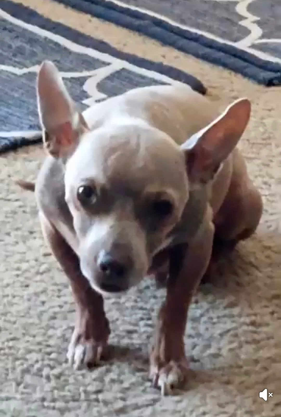 Smeagol joined the competition — help win amazing prizes! dog, small_dog, ears, carpet, rug, indoor, pet, animal, fur, canine, standing, looking, curious, floor, domestic, mammal, companion, closeup, brown_fur, cute