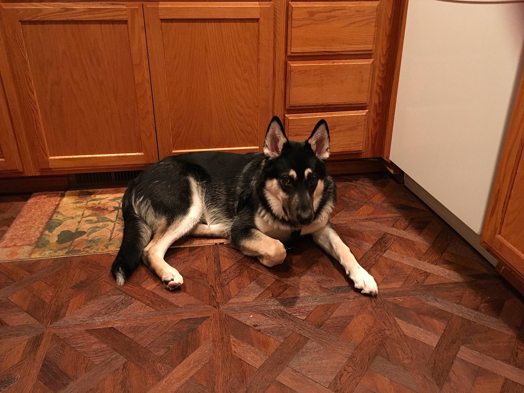 Brody joined the competition — help win amazing prizes! alaskan_klee_kai, alaskan_malamute, canidae, carnivore, dog, dog_breed, east_european_shepherd, east_siberian_laika, floor, flooring, hardwood, lapponian_herder, mammal, northern_inuit_dog, sakhalin_husky, siberian_husky, tail, vertebrate, wolfdog, wood