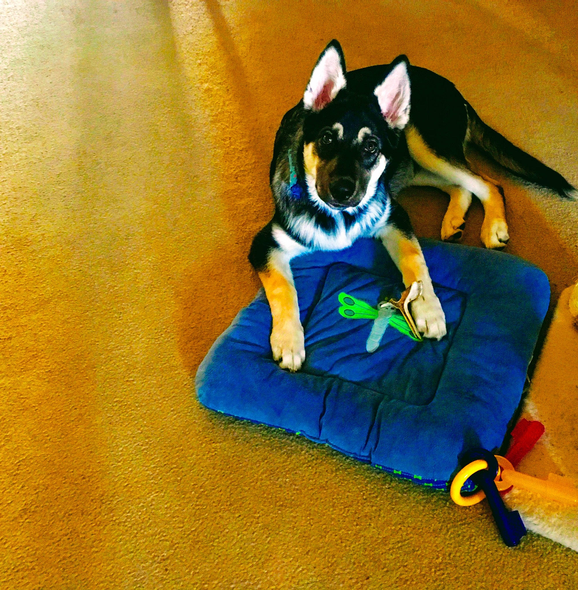 Brody joined the competition — help win amazing prizes! basenji, canidae, carnivore, dog, dog_breed, mammal, miniature_pinscher, paw, rat_terrier, tail, vertebrate, whiskers