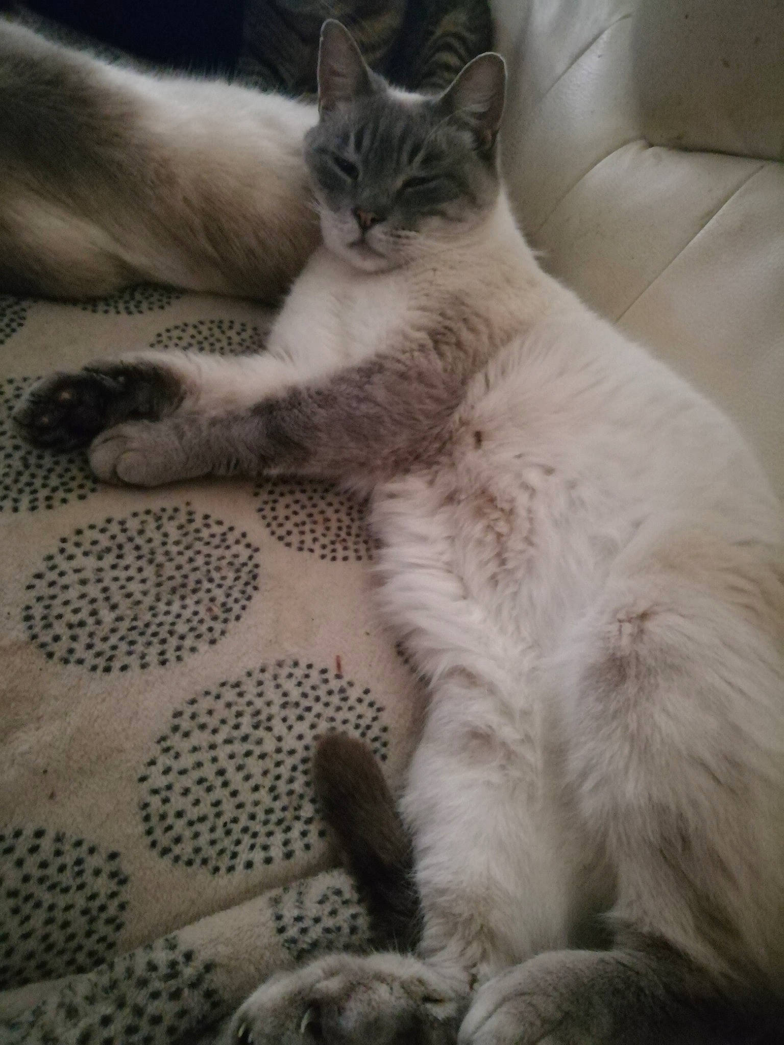 Swoky participe au concours pour gagner de l'argent avec cette photo : carnivore, cat, claw, comfort, domestic_short_haired_cat, fawn, felidae, foot, fur, grey, nap, pattern, paw, sitting, small_to_medium_sized_cats, snout, tail, terrestrial_animal, whiskers, window