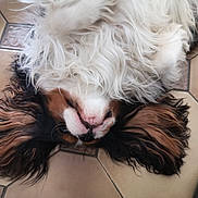 Texas a rejoint le concours — aidez-le/la à gagner de superbes lots ! animal, black, brown, close_up, companion, cute, dog, domestic_animal, floor, fluffy, fur, indoors, long_ears, lying_down, pet, relaxed, resting, tile_floor, upside_down, white
