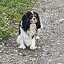 dog, cavalier_king_charles_spaniel, outdoor, grass, path, rocks, pet, animal, sitting, fur, ears, nature, canine, white, black, brown, side_view, long_hair, cute, calm