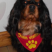 Hiroy a rejoint le concours — aidez-le/la à gagner de superbes lots ! dog, cavalier_king_charles_spaniel, indoor, bandana, red_bandana, paw_print, pet, long_hair, black_and_tan, floor, tile_floor, wooden_baseboard, sitting, portrait, animal, cute, domestic_animal, mammal, looking_at_camera, companion
