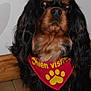 dog, cavalier_king_charles_spaniel, indoor, bandana, red_bandana, paw_print, pet, long_hair, black_and_tan, floor, tile_floor, wooden_baseboard, sitting, portrait, animal, cute, domestic_animal, mammal, looking_at_camera, companion