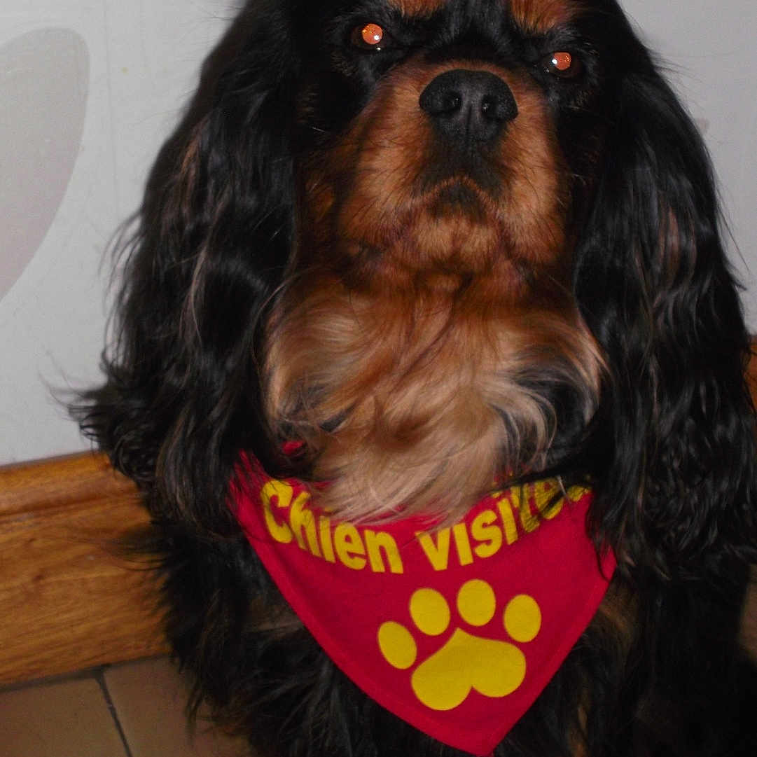 Hiroy a rejoint le concours — aidez-le/la à gagner de superbes lots ! animal, bandana, black_and_tan, cavalier_king_charles_spaniel, companion, cute, dog, domestic_animal, floor, indoor, long_hair, looking_at_camera, mammal, paw_print, pet, portrait, red_bandana, sitting, tile_floor, wooden_baseboard