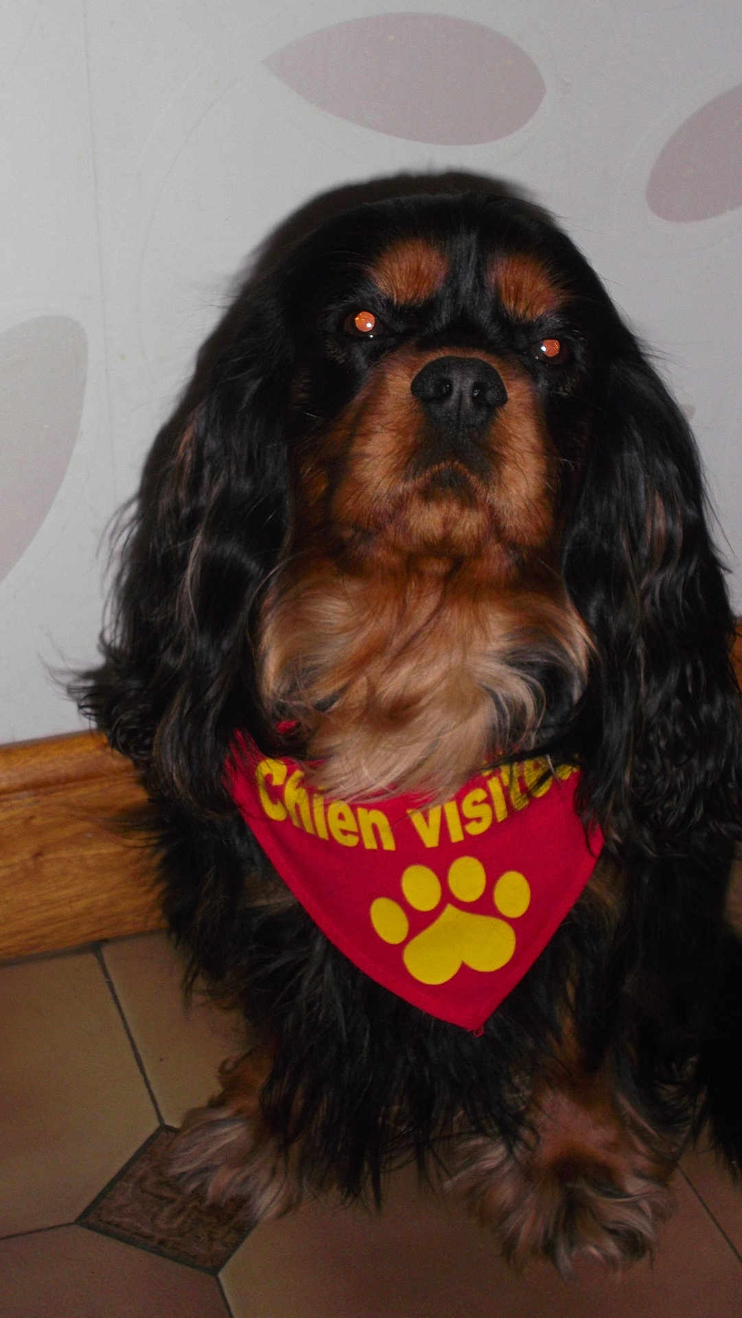 Hiroy a rejoint le concours — aidez-le/la à gagner de superbes lots ! dog, cavalier_king_charles_spaniel, indoor, bandana, red_bandana, paw_print, pet, long_hair, black_and_tan, floor, tile_floor, wooden_baseboard, sitting, portrait, animal, cute, domestic_animal, mammal, looking_at_camera, companion