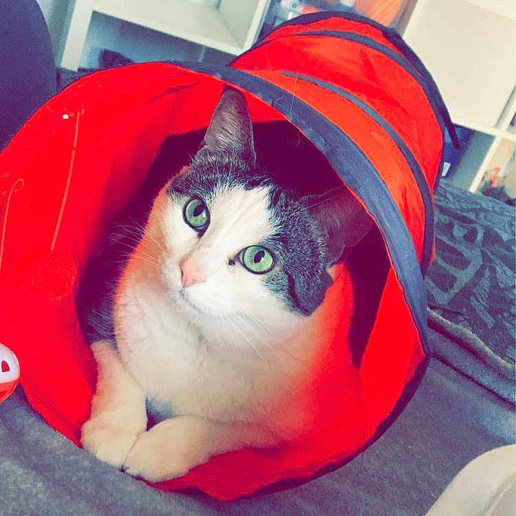 Louna a rejoint le concours — aidez-le/la à gagner de superbes lots ! animal, architecture, bag, book, bookcase, building, cat, face, furniture, head, indoors, library, livingroom, person, pet, photography, portrait, publication, room, sleeping