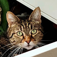 Jess a rejoint le concours — aidez-le/la à gagner de superbes lots ! cat, tabby, whiskers, green_eyes, drawer, feline, curious, pet, close_up, indoor, fur, animal, cute, face, looking, portrait, domestic_cat, mammal, alert, household