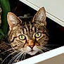 cat, tabby, whiskers, green_eyes, drawer, feline, curious, pet, close_up, indoor, fur, animal, cute, face, looking, portrait, domestic_cat, mammal, alert, household