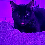 Bandit is registered to the contest to win money with this photo: black_cat, cat, pet, animal, tongue_out, close_up, indoor, purple_lighting, texture, feline, whiskers, ears, face, fur, cute, mysterious, relaxed, domestic_cat, portrait, lying_down