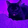 animal, black_cat, cat, close_up, cute, domestic_cat, ears, face, feline, fur, indoor, lying_down, mysterious, pet, portrait, purple_lighting, relaxed, texture, tongue_out, whiskers
