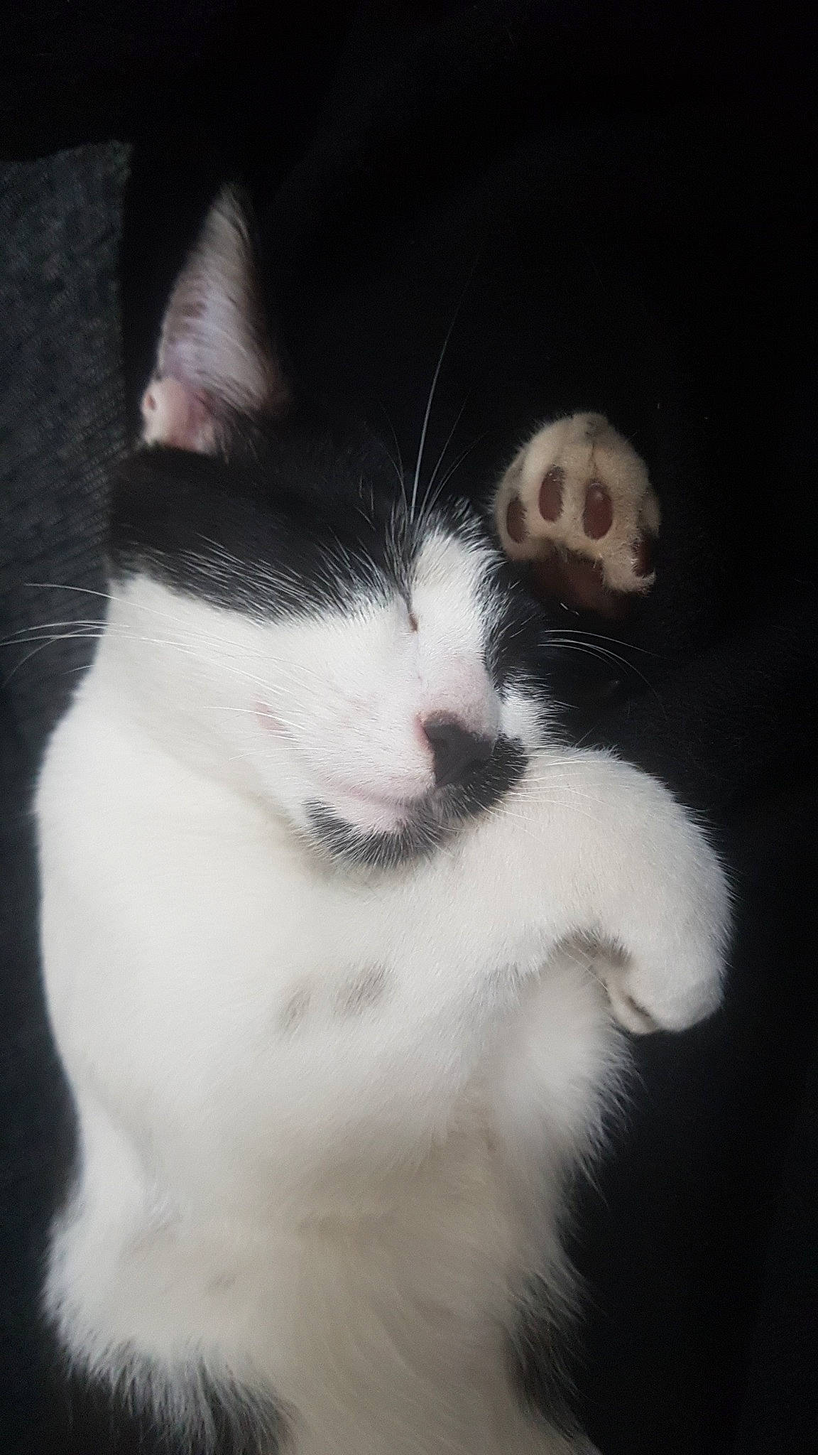 Pingu a rejoint le concours — aidez-le/la à gagner de superbes lots ! american_wirehair, black, black_and_white, carnivore, cat, domestic_short_haired_cat, ear, eye, felidae, fur, japanese_bobtail, kitten, mammal, nose, polydactyl_cat, small_to_medium_sized_cats, snout, tail, whiskers, white