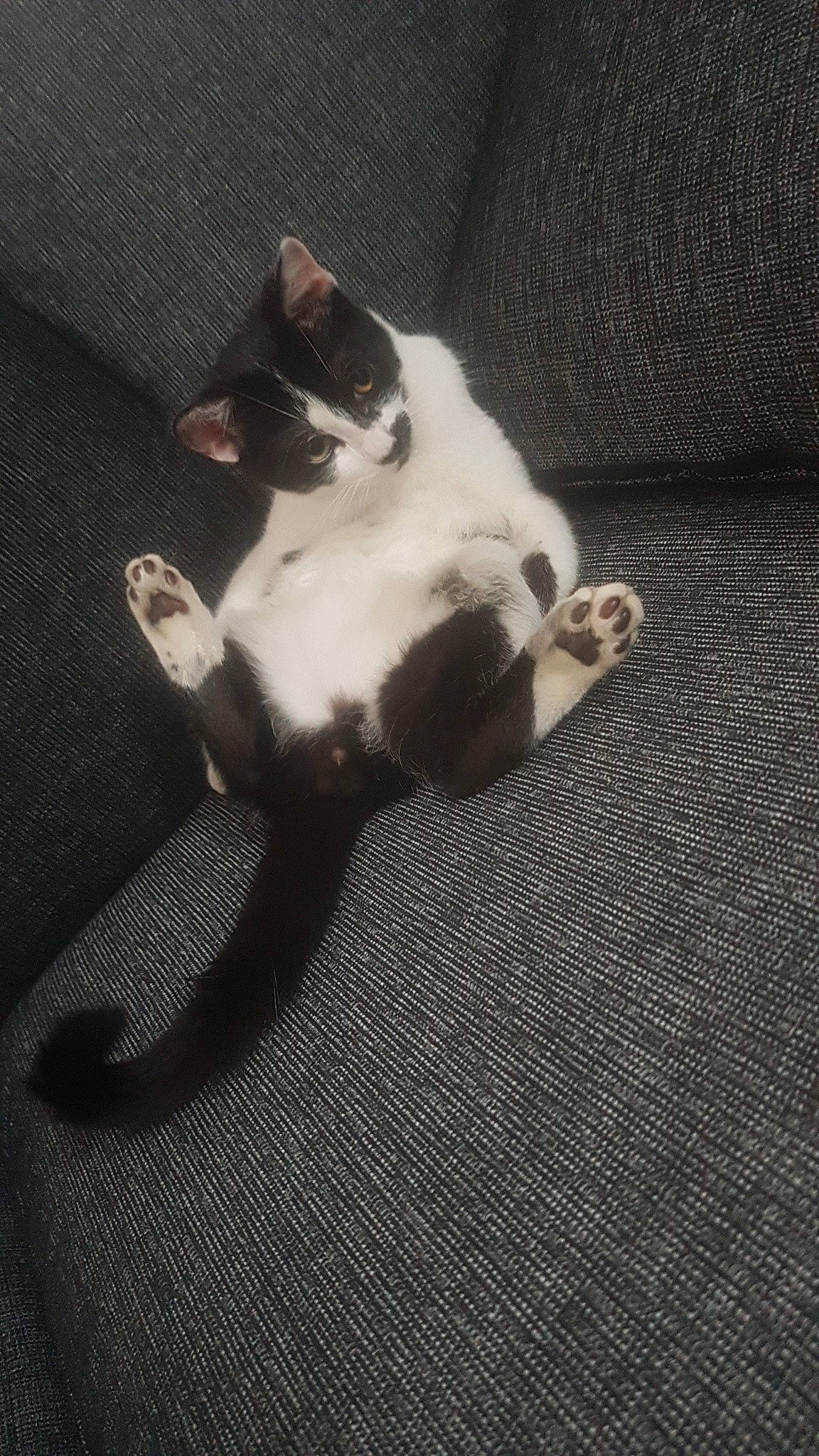 Pingu participe au concours pour gagner de l'argent avec cette photo : carnivore, cat, domestic_short_haired_cat, ear, felidae, kitten, leg, paw, polydactyl_cat, small_to_medium_sized_cats, tail, whiskers