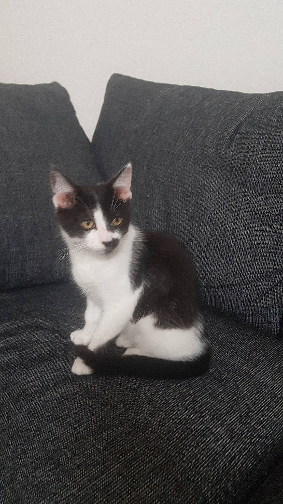 Pingu a rejoint le concours — aidez-le/la à gagner de superbes lots ! aegean_cat, american_wirehair, black_and_white, carnivore, cat, domestic_short_haired_cat, european_shorthair, felidae, fur, kitten, mammal, polydactyl_cat, small_to_medium_sized_cats, tail, whiskers