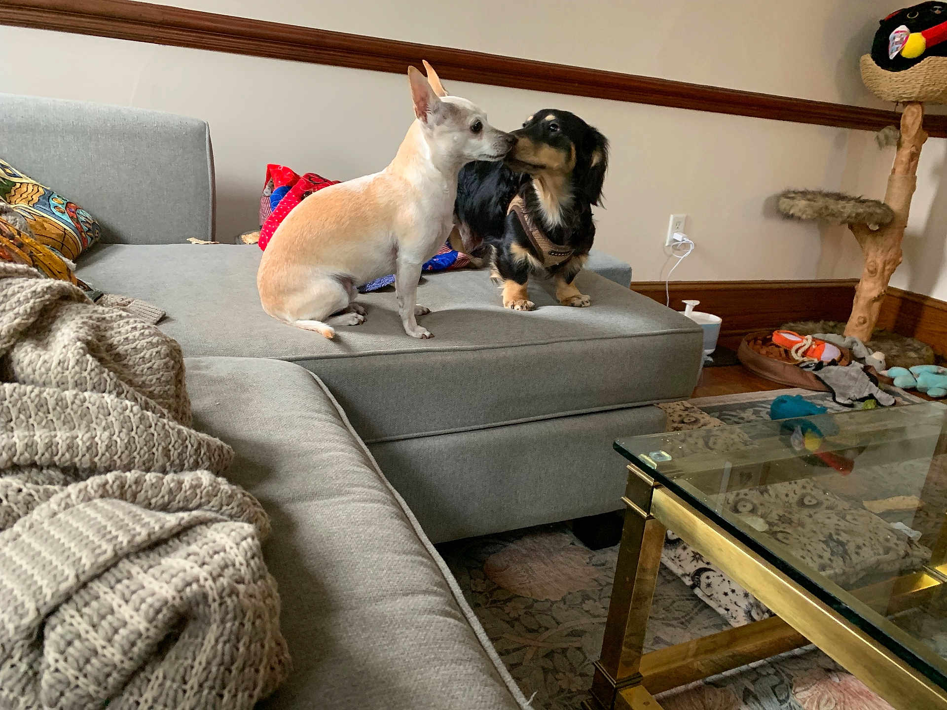 Nugget is registered to the contest to win money with this photo: dog, couch, living_room, pillow, blanket, wood_floor, cat_tree, toy, pet, furniture, animal, indoor, snuggle, small_dog, canine, cozy, home, wall, window_light, playful