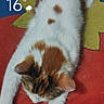 Athéna participe au concours pour gagner de l'argent avec cette photo : cat, feline, stretching, orange_and_white, chair, indoor, tile_floor, lock_screen, text_overlay, time_display, date_display, weather_icon, relaxed, pet, fur, animal, paw, domestic, resting, colorful