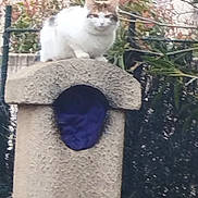 Athéna a rejoint le concours — aidez-le/la à gagner de superbes lots ! cat, animal, outdoor, stone_structure, plant, greenery, air_conditioner, fence, white_cat, brown_cat, pet, nature, building, wall, garden, daylight, wildlife, mammal, fur, sitting