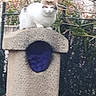 cat, animal, outdoor, stone_structure, plant, greenery, air_conditioner, fence, white_cat, brown_cat, pet, nature, building, wall, garden, daylight, wildlife, mammal, fur, sitting