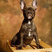 Batysta participe au concours pour gagner de l'argent avec cette photo : dog, puppy, french_bulldog, brindle, pet, animal, canine, crate, wooden_crate, studio, portrait, brown_background, sitting, ears_up, looking_at_camera, indoor, pet_portrait, small_dog, cute, young