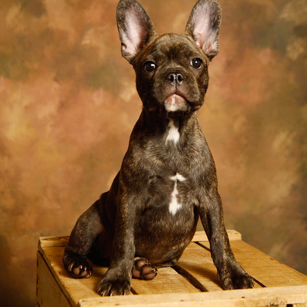 Batysta participe au concours pour gagner de l'argent avec cette photo : dog, puppy, french_bulldog, brindle, pet, animal, canine, crate, wooden_crate, studio, portrait, brown_background, sitting, ears_up, looking_at_camera, indoor, pet_portrait, small_dog, cute, young