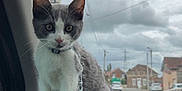Aïko participe au concours pour gagner de l'argent avec cette photo : animal, car, cat, cloudy, curious, dashboard, domestic_cat, front_seat, gray_and_white, indoors, kitten, leash, pet, residential_area, sky, steering_wheel, urban, vehicle, window, young_cat