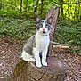 Aïko a rejoint le concours — aidez-le/la à gagner de superbes lots ! alert, animal, cat, curious, daylight, eyes, forest, fur, greenery, ground, leash, mammal, nature, outdoor, pet, sitting, tree_stump, whiskers, wildlife, wood