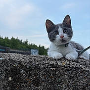 Aïko a rejoint le concours — aidez-le/la à gagner de superbes lots ! animal, cat, close_up, collar, curious, daylight, feline, gray_and_white, kitten, leash, nature, outdoor, pet, playful, sky, stone_wall, trees, whiskers, wide_eyes, young_cat