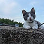 animal, cat, close_up, collar, curious, daylight, feline, gray_and_white, kitten, leash, nature, outdoor, pet, playful, sky, stone_wall, trees, whiskers, wide_eyes, young_cat