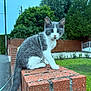 Aïko participe au concours pour gagner de l'argent avec cette photo : animal, brick_wall, cat, curious, daylight, ears, feline, garden, gray_and_white, greenery, kitten, nature, outdoor, pet, sidewalk, suburban, tail, trees, whiskers, young