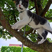 Aïko participe au concours pour gagner de l'argent avec cette photo : kitten, cat, tree, leash, harness, outdoor, greenery, branch, nature, curious, pet, animal, young, fur, whiskers, climbing, daylight, leaves, moss, sky