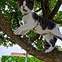 kitten, cat, tree, leash, harness, outdoor, greenery, branch, nature, curious, pet, animal, young, fur, whiskers, climbing, daylight, leaves, moss, sky