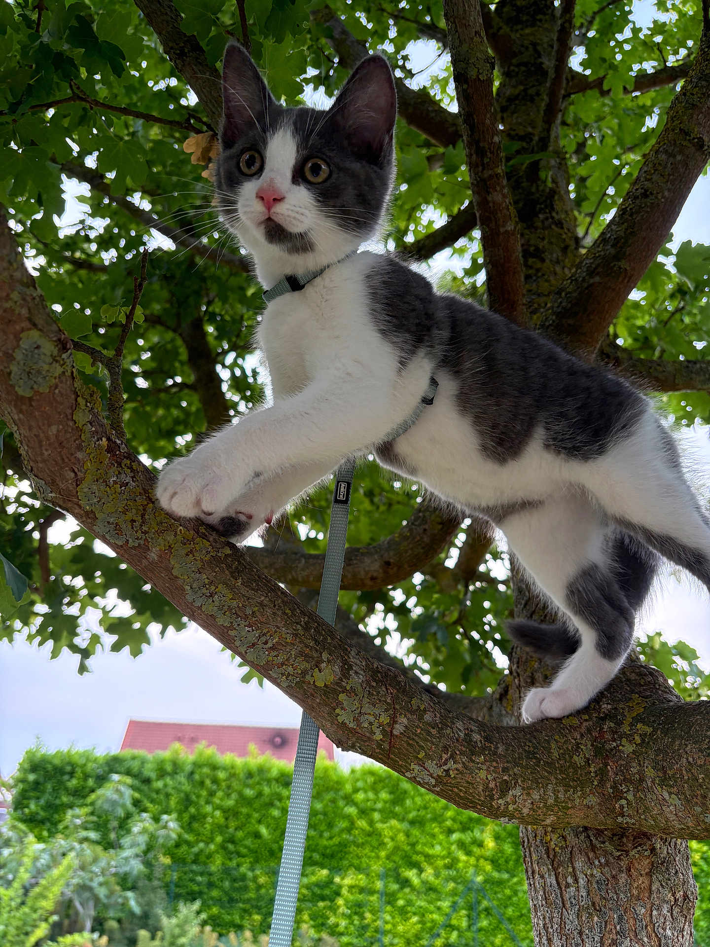 Aïko participe au concours pour gagner de l'argent avec cette photo : kitten, cat, tree, leash, harness, outdoor, greenery, branch, nature, curious, pet, animal, young, fur, whiskers, climbing, daylight, leaves, moss, sky