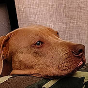 Blue is registered to the contest to win money with this photo: dog, brown_dog, close_up, side_profile, resting, camouflage, fabric, pet, animal, indoor, head, ears, snout, fur, looking, calm, texture, wall, portrait, muzzle