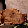 dog, brown_dog, close_up, side_profile, resting, camouflage, fabric, pet, animal, indoor, head, ears, snout, fur, looking, calm, texture, wall, portrait, muzzle