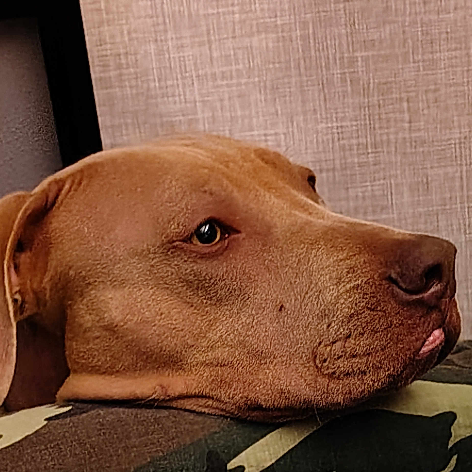 Blue is registered to the contest to win money with this photo: animal, brown_dog, calm, camouflage, close_up, dog, ears, fabric, fur, head, indoor, looking, muzzle, pet, portrait, resting, side_profile, snout, texture, wall