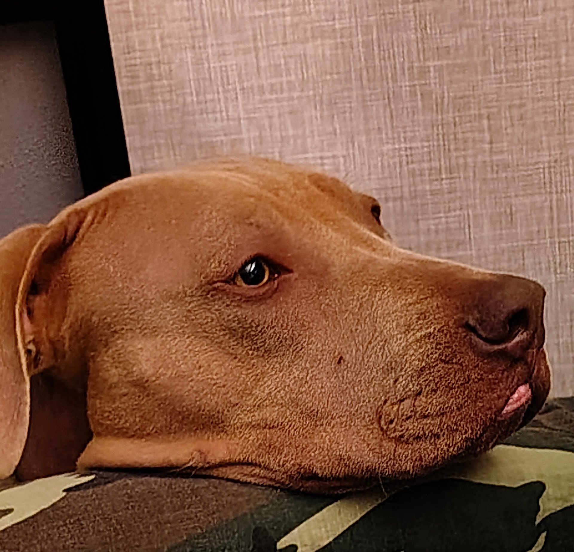 Blue is registered to the contest to win money with this photo: dog, brown_dog, close_up, side_profile, resting, camouflage, fabric, pet, animal, indoor, head, ears, snout, fur, looking, calm, texture, wall, portrait, muzzle