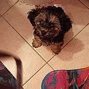 Foxy joined the competition — help win amazing prizes! animal, colorful, companion, curious, cute, dog, domestic_animal, floor_tiles, fluffy, fur, indoor, looking_up, patterned_object, pet, playful, puppy, shadow, small_dog, tile_floor, young_dog